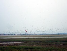 紫鸟浏览器防关联浏览器怎么样
