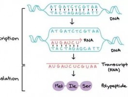 HelloWorld替代方案推荐：多语言翻译